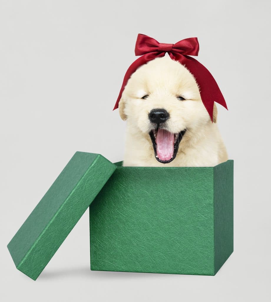 mascotas para San Valentín